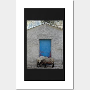 Sheep to Door Posters and Art